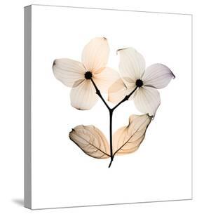 Dogwood-Steven N^ Meyers-Stretched Canvas