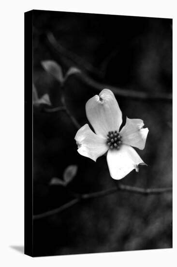 Dogwood-Jeff Pica-Stretched Canvas