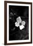 Dogwood-Jeff Pica-Framed Photographic Print