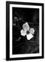 Dogwood-Jeff Pica-Framed Photographic Print