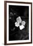 Dogwood-Jeff Pica-Framed Photographic Print