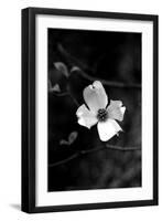 Dogwood-Jeff Pica-Framed Photographic Print