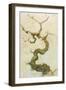 Dogwood-Tim Knepp-Framed Giclee Print