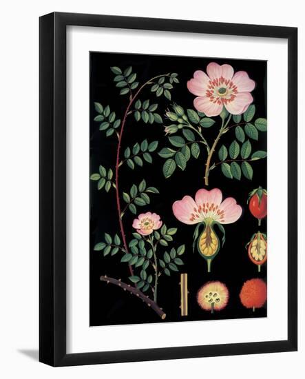 Dogwood-null-Framed Giclee Print