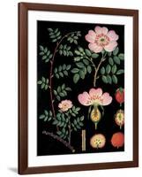 Dogwood-null-Framed Giclee Print