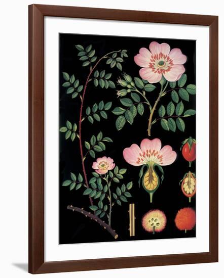 Dogwood-null-Framed Giclee Print