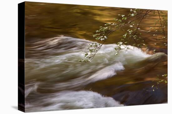 Dogwoods and Late Afternoon Light Reflected in Merced River-Vincent James-Stretched Canvas