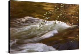 Dogwoods and Late Afternoon Light Reflected in Merced River-Vincent James-Stretched Canvas