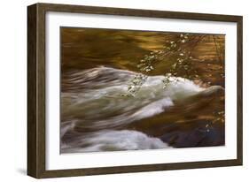 Dogwoods and Late Afternoon Light Reflected in Merced River-Vincent James-Framed Photographic Print