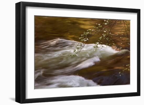 Dogwoods and Late Afternoon Light Reflected in Merced River-Vincent James-Framed Photographic Print