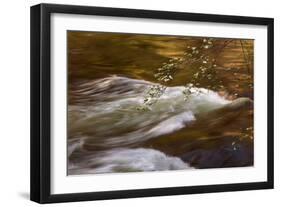 Dogwoods and Late Afternoon Light Reflected in Merced River-Vincent James-Framed Photographic Print