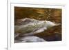 Dogwoods and Late Afternoon Light Reflected in Merced River-Vincent James-Framed Photographic Print