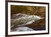 Dogwoods and Late Afternoon Light Reflected in Merced River-Vincent James-Framed Photographic Print