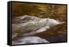 Dogwoods and Late Afternoon Light Reflected in Merced River-Vincent James-Framed Stretched Canvas