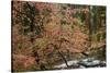 Dogwoods & Sequoia-Alain Thomas-Stretched Canvas