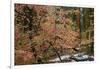 Dogwoods & Sequoia-Alain Thomas-Framed Photographic Print