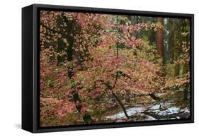 Dogwoods & Sequoia-Alain Thomas-Framed Stretched Canvas