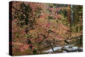 Dogwoods & Sequoia-Alain Thomas-Stretched Canvas