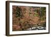 Dogwoods & Sequoia-Alain Thomas-Framed Photographic Print