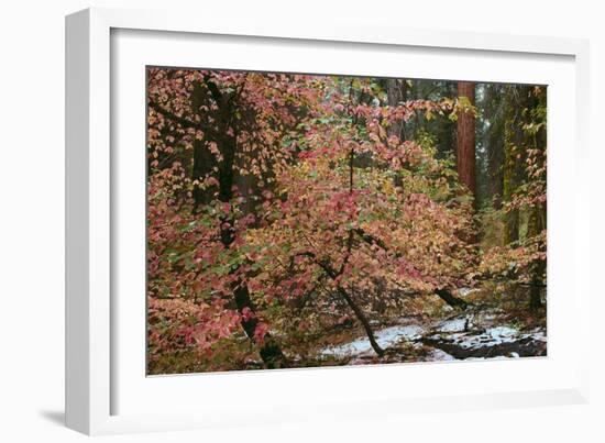 Dogwoods & Sequoia-Alain Thomas-Framed Photographic Print