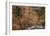 Dogwoods & Sequoia-Alain Thomas-Framed Photographic Print