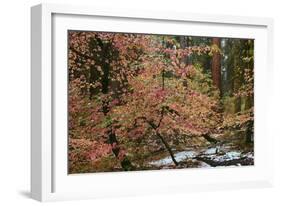 Dogwoods & Sequoia-Alain Thomas-Framed Photographic Print