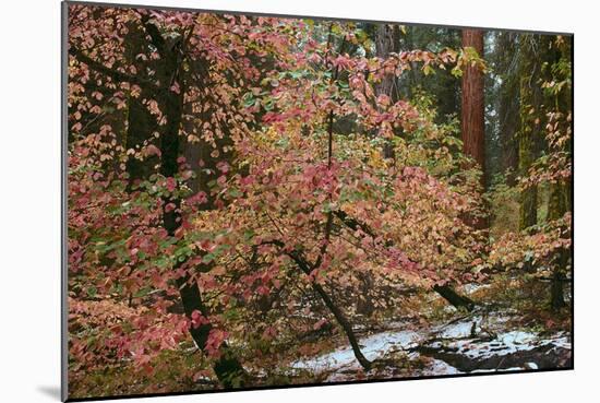 Dogwoods & Sequoia-Alain Thomas-Mounted Photographic Print