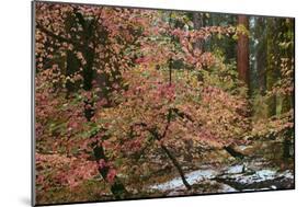 Dogwoods & Sequoia-Alain Thomas-Mounted Photographic Print