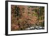 Dogwoods & Sequoia-Alain Thomas-Framed Photographic Print