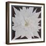 Dolce Bloom II-Herb Dickinson-Framed Photographic Print