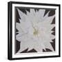 Dolce Bloom II-Herb Dickinson-Framed Photographic Print