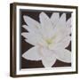 Dolce Bloom-Herb Dickinson-Framed Photographic Print