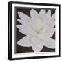 Dolce Bloom-Herb Dickinson-Framed Photographic Print