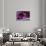 Dolce Vita Rome Collection - Colosseum Pink Night-Philippe Hugonnard-Stretched Canvas displayed on a wall