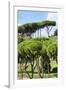 Dolce Vita Rome Collection - Green Trees II-Philippe Hugonnard-Framed Photographic Print