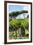 Dolce Vita Rome Collection - Green Trees II-Philippe Hugonnard-Framed Photographic Print