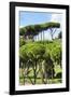 Dolce Vita Rome Collection - Green Trees II-Philippe Hugonnard-Framed Photographic Print