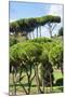 Dolce Vita Rome Collection - Green Trees II-Philippe Hugonnard-Mounted Photographic Print