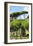 Dolce Vita Rome Collection - Green Trees II-Philippe Hugonnard-Framed Photographic Print
