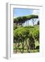 Dolce Vita Rome Collection - Green Trees II-Philippe Hugonnard-Framed Photographic Print