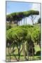 Dolce Vita Rome Collection - Green Trees II-Philippe Hugonnard-Mounted Photographic Print