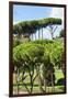 Dolce Vita Rome Collection - Green Trees II-Philippe Hugonnard-Framed Photographic Print