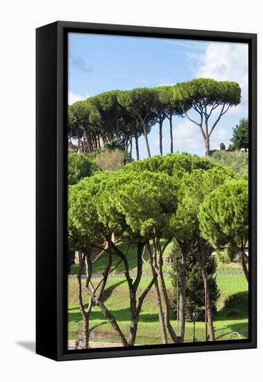 Dolce Vita Rome Collection - Green Trees II-Philippe Hugonnard-Framed Stretched Canvas