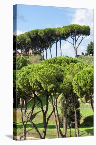 Dolce Vita Rome Collection - Green Trees II-Philippe Hugonnard-Stretched Canvas