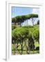 Dolce Vita Rome Collection - Green Trees II-Philippe Hugonnard-Framed Photographic Print