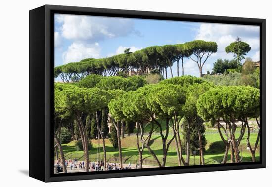 Dolce Vita Rome Collection - Green Trees-Philippe Hugonnard-Framed Stretched Canvas