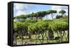 Dolce Vita Rome Collection - Green Trees-Philippe Hugonnard-Framed Stretched Canvas