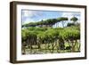 Dolce Vita Rome Collection - Green Trees-Philippe Hugonnard-Framed Photographic Print