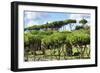 Dolce Vita Rome Collection - Green Trees-Philippe Hugonnard-Framed Photographic Print