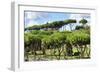 Dolce Vita Rome Collection - Green Trees-Philippe Hugonnard-Framed Photographic Print